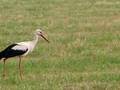 Stork in Leuven (Heverlee Park) Ooievaar 20070614