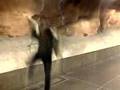 videos de Parkour mupp