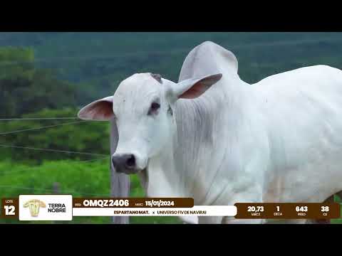 1� De Olho na Fazenda - Terra Nobre