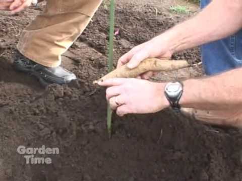how to transplant dahlias