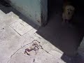 EL ENCUETRO DE ONCE Y EL CANGREJO 2