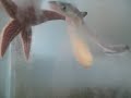 Baby Spiny Dogfish