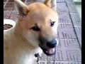 柴犬動画