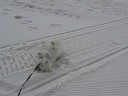 Happy seeing the snow in the middle of August