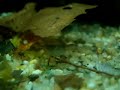 Cherax Red Brick nachwuchs