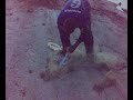 Catch  Barra Using A Round Net  /Menjala Siakap