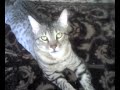 Griffin the Egyptian Mau Griffin the Egyptian Mau