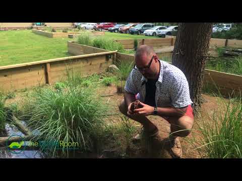 YouTube reptile video