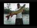 videos de musky fishing 08.wmv