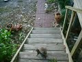 scary squirrel