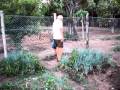Bruno pegando galinha