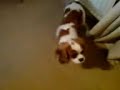 cassie cavalier king charles with syringomeyelia