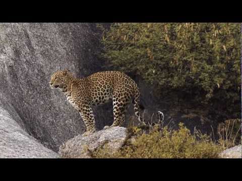 leopards - http://www.indiawilds.com Sabyasachi Patra's latest project