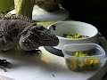 Pete was less than thrilled with the selection of dandelion blossoms this year. www.reptilecare.com for info on Pete and his friends.
