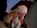 Cachorros Vanille (Scottish Fold y British Shorthair)