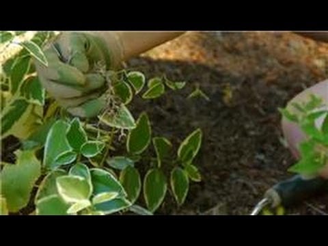 how to transplant ivy plants