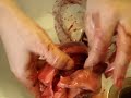 dissection des poumons et d\