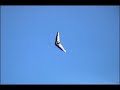 ultralight flying in cambodia kompong speu international