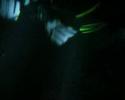 Diving a Hold in the Thislegorm
