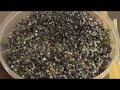 Making Elderberry Syrup Making Elderberry Syrup