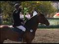 Capanos - Holsteiner Stallion