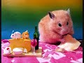 Funny hamsters - funny hamster video Funny hamsters - funny hamster video