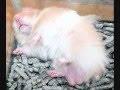 Funny-hamsters-funny