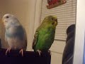 Keeta (blue female) Klatu (green male)