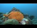 Easily mistaken for a sponge when standing still, this frogfish - a favorite of the Ocean Now team - waddles the seafloor beneath Chatham Bay off Costa Rica's Cocos Island.