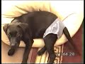 bowser in pants