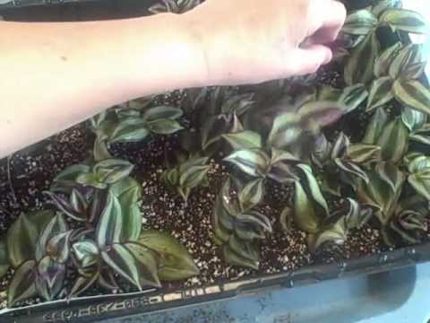 how to transplant house plant cuttings