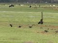 Kauwen met jongen op net bemeste weide Kauwen met jongen op net bemeste weide