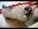 Gul�?ek miminka PUG