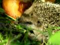 Il riccio e i cachi - Hedgehog and persimmons