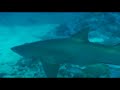Scuba Diving with Grey Nurse Sharks Solitary Islands Coffs