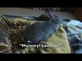 giant bunny vs. guinea pig