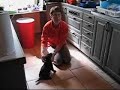 Flat coated retriver 1