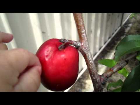 how to harvest nectarines