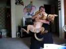 pitbull-sayko-6.html