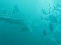 Whale Shark at Sail Rock - Koh Phangan