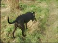 Mein Hund - American Stafford Mein Hund - American Stafford
