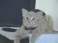 Yoda the four-eared cat