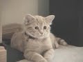 Yoda the four-eared cat Yoda the four-eared cat