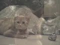 Yoda the four-eared cat