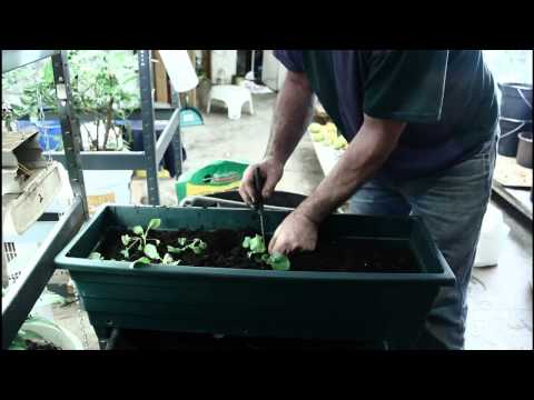 how to replant radishes