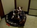 Julie's Pups 042