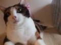 ねこの受難