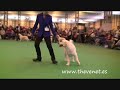 Crufts 2008 Golden Open Bitch