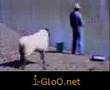 كاميرا خفيه-مواقف وطرائف -اجمد خروف-الاسماعيليه-usa-بنات-sex كاميرا خفيه-مواقف وطرائف -اجمد خروف-الاسماعيليه-usa-بنات-sex