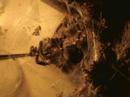 Wylinka - Grammostola Aureostriata Wylinka - Grammostola Aureostriata